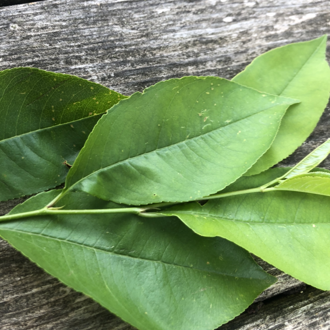 Several green leaves of a Black Chokecherry laid out on a wooden surface.