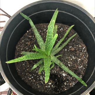 Aloe vera plant in LaFayette, Georgia