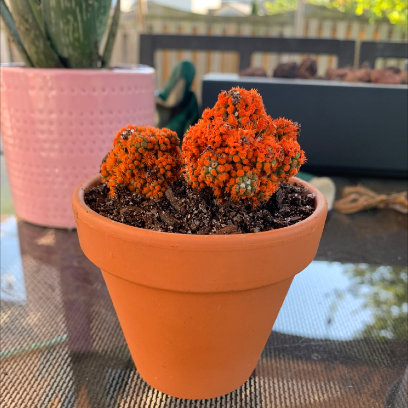 Balloon Cactus in a terracotta pot with vibrant orange coloration and visible soil.