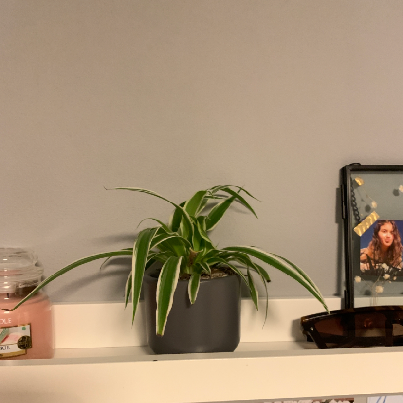 Spider Plant plant photo by @esme. named Orwell on Greg, the plant care app.