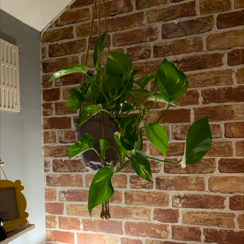 Taro Vine plant photo by @esme. named Coco on Greg, the plant care app.