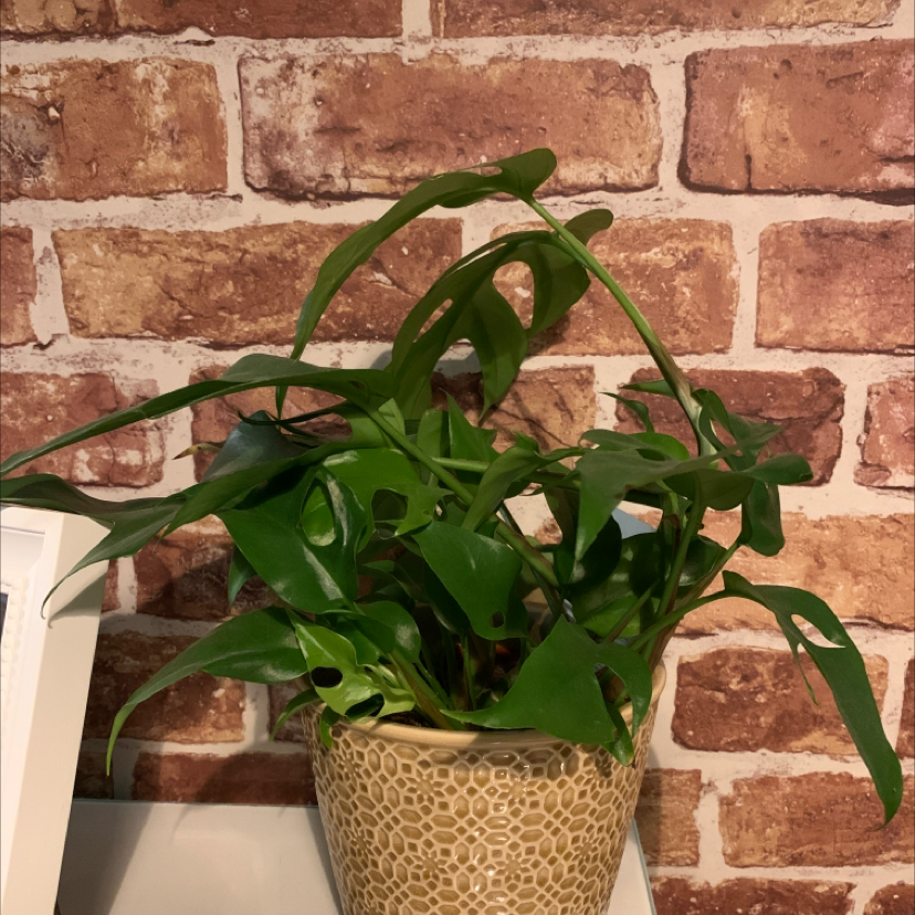 Swiss Cheese Plant plant photo by @esme. named Aristotle on Greg, the plant care app.