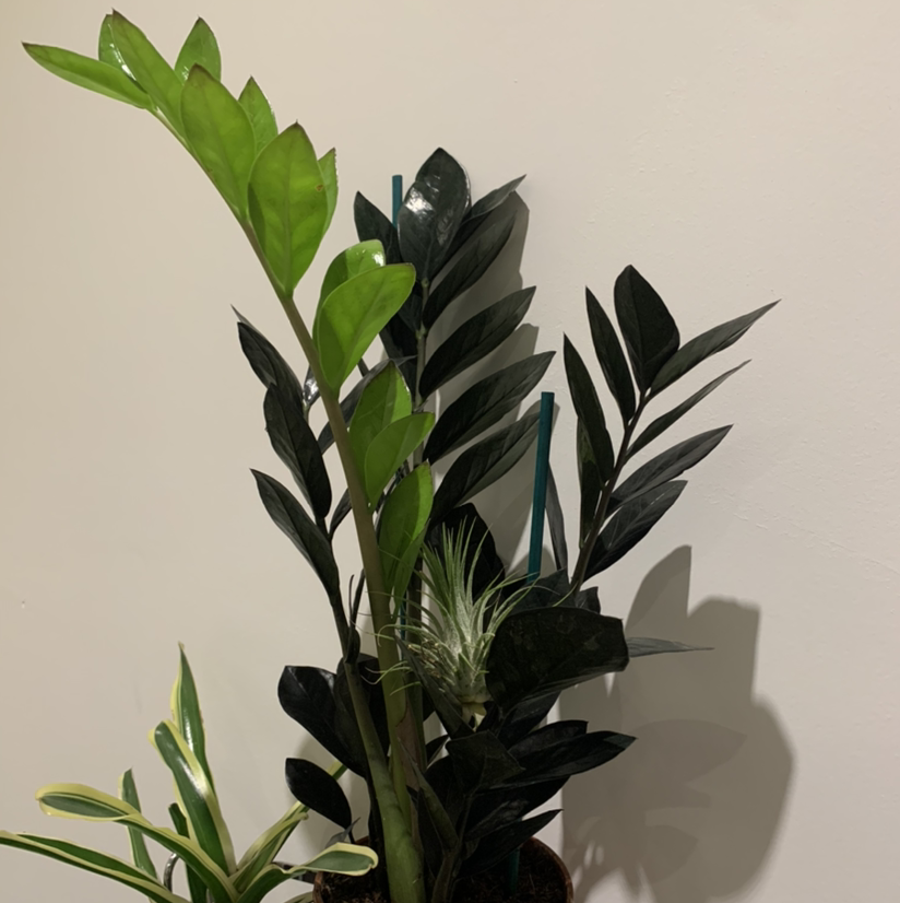 Zamioculcas Zamiifolia plant photo by Marc named Zamioculcas Zamifolia Raven on Greg, the plant care app.