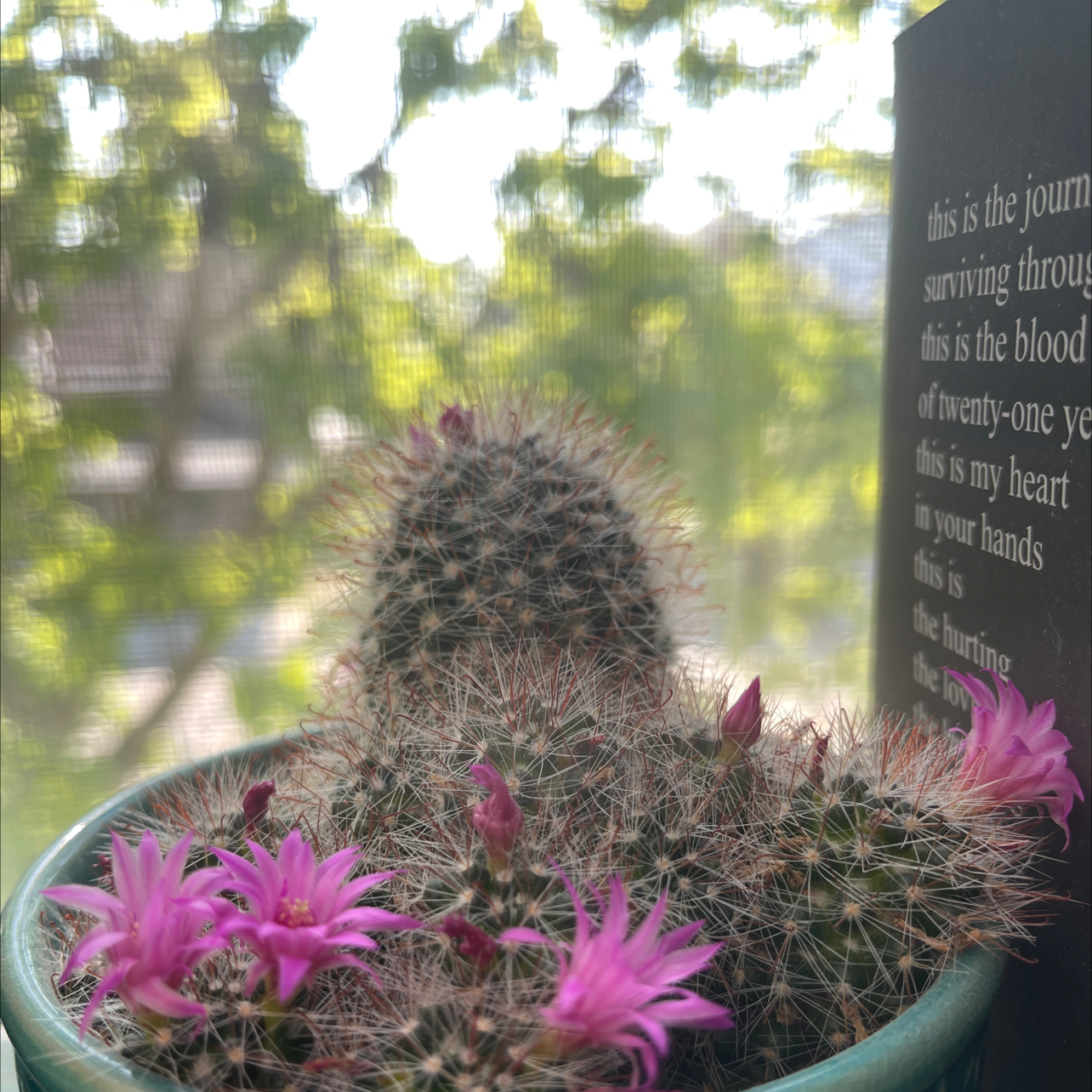 Photo of the plant species Common Fishhook Cactus by @Morgantrace named Salmonella on Greg, the plant care app