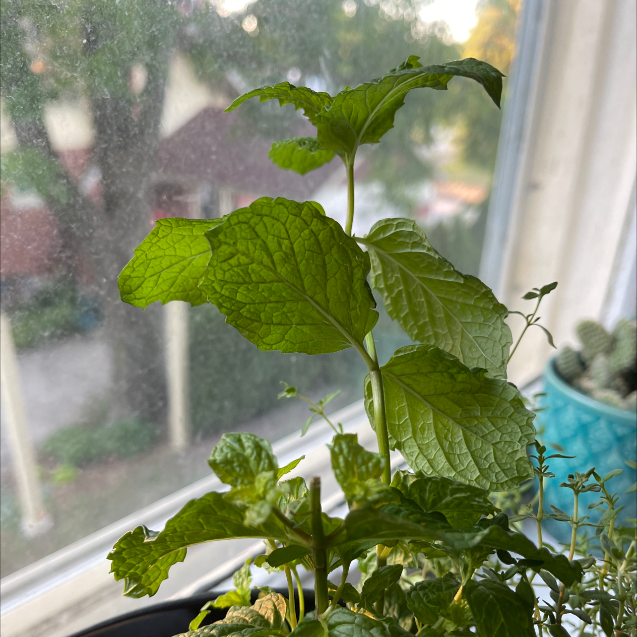 Mojito Mint plant near a window with vibrant green leaves.