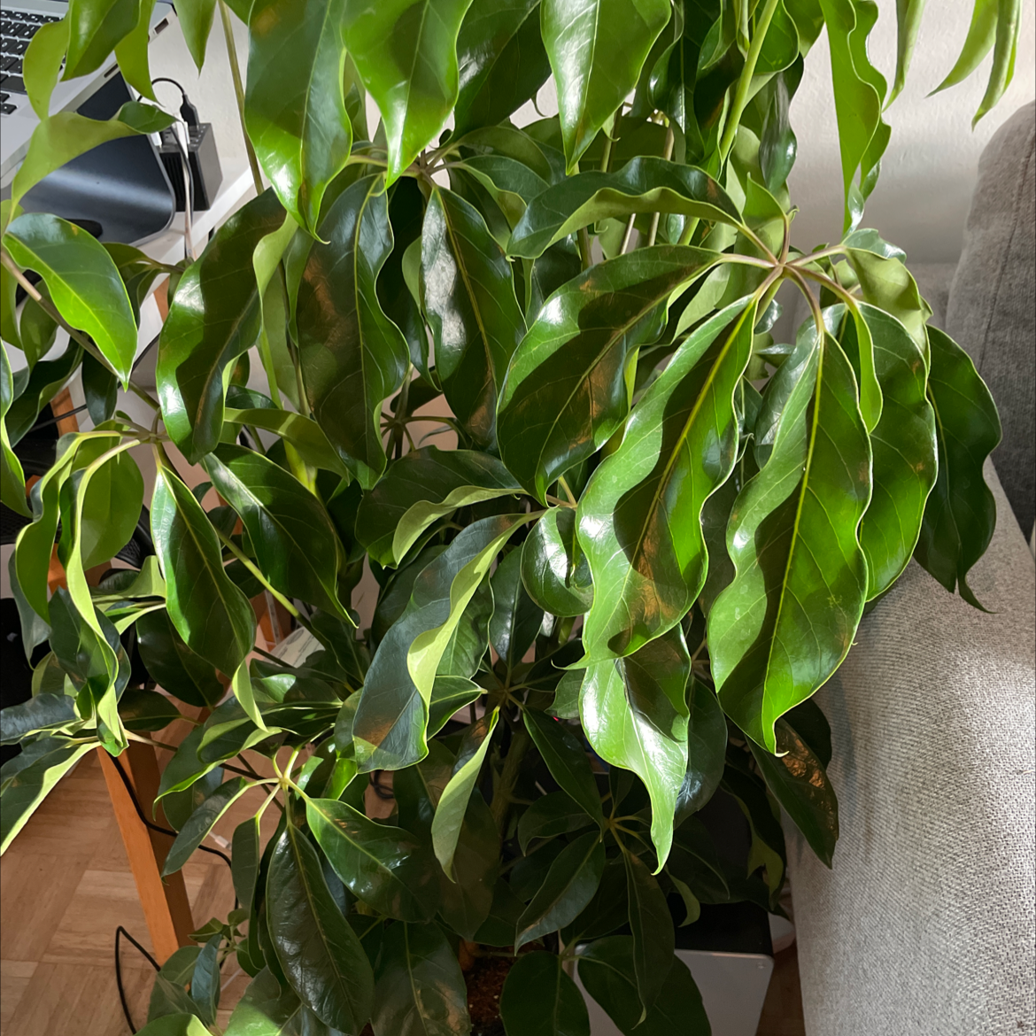 Close-up of a healthy, lush Umbrella Tree houseplant with dense green foliage and no signs of discoloration or damage.