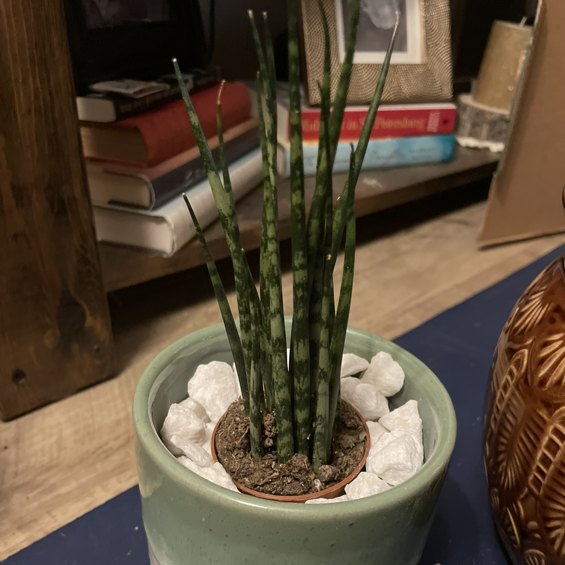 Cylindrical Snake Plant plant photo by @florabelle named Wee One on Greg, the plant care app.