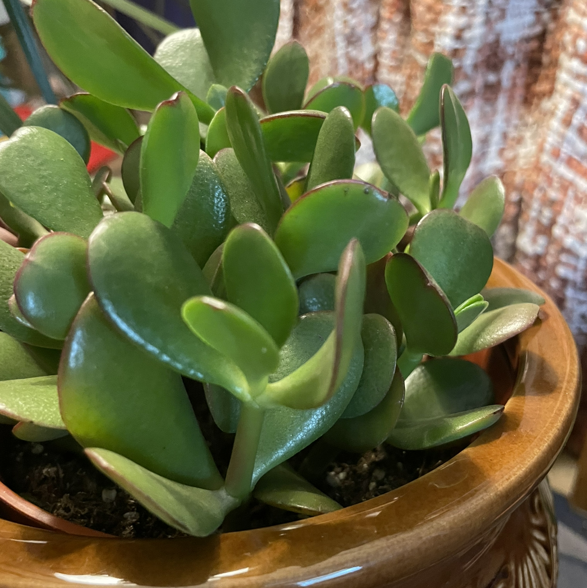 Lucky Plant plant photo by @florabelle named Jade on Greg, the plant care app.