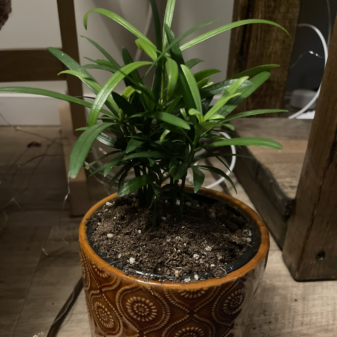 Podocarpus Plant plant photo by @florabelle named Shanti on Greg, the plant care app.