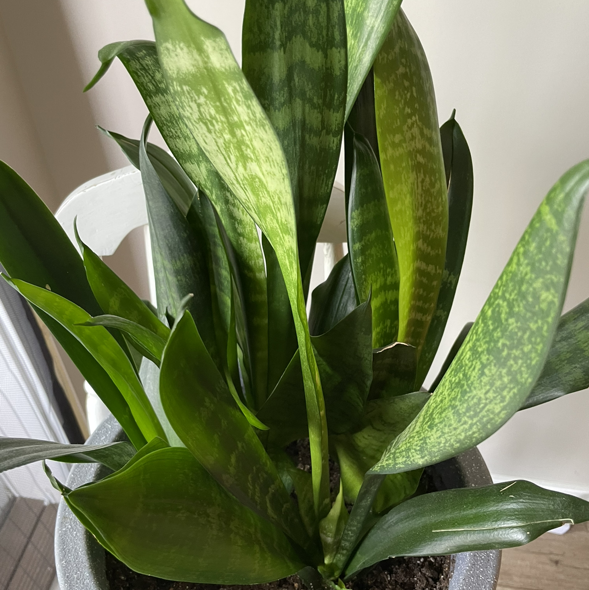 Snake Plant plant photo by @florabelle named Arthur on Greg, the plant care app.