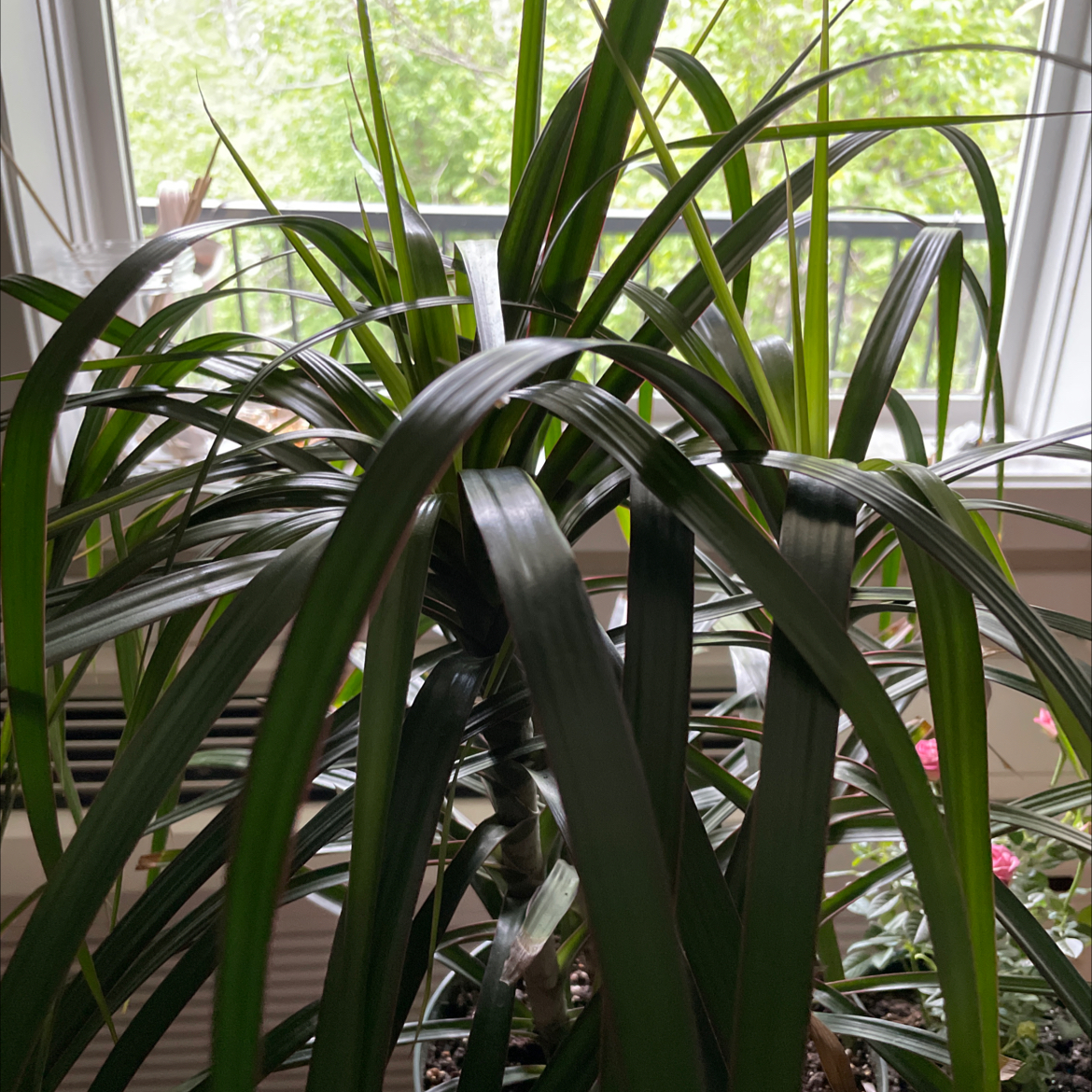 Dragon Tree plant photo by @florabelle named Draca on Greg, the plant care app.