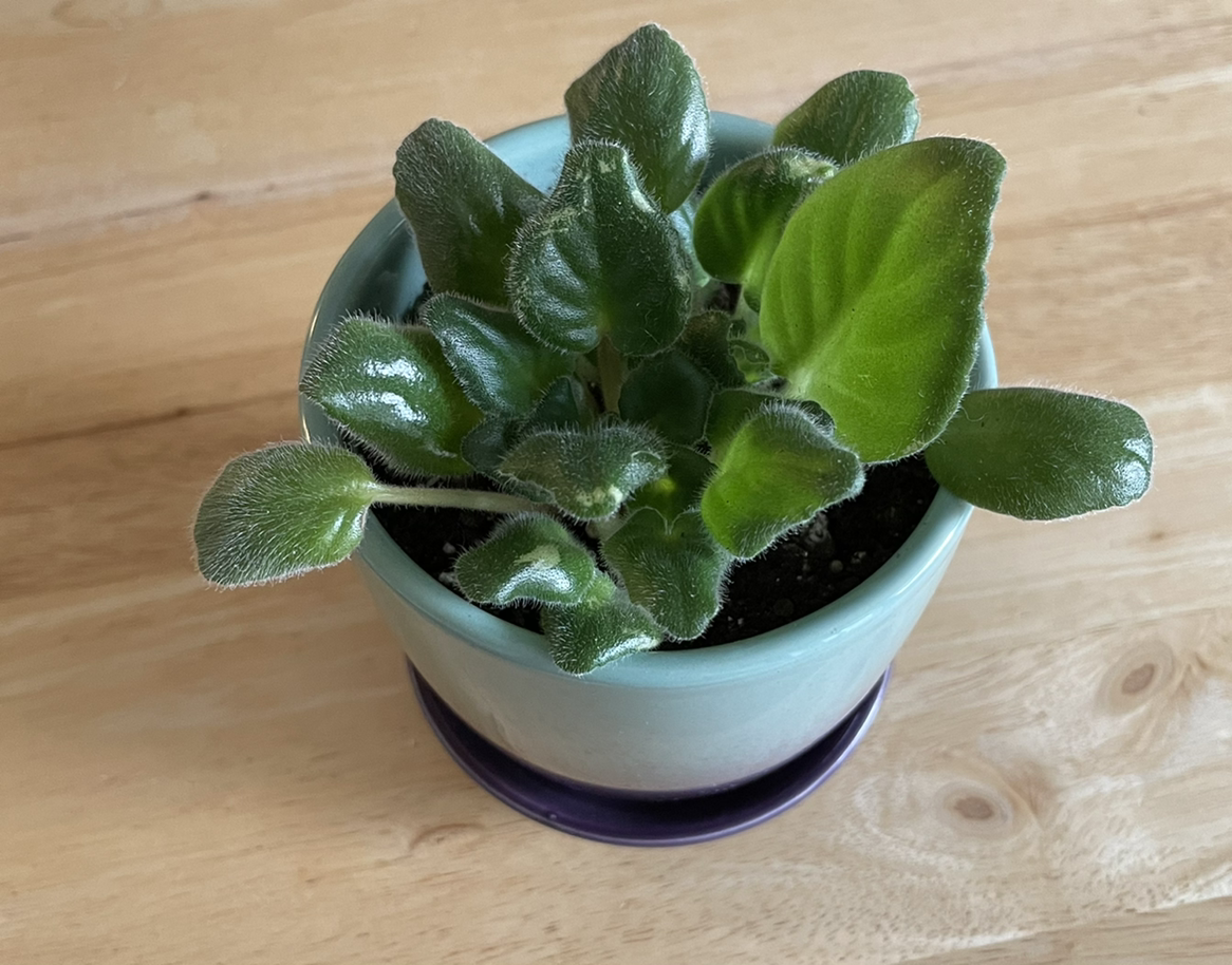 African Violet plant photo by @florabelle named Donny on Greg, the plant care app.