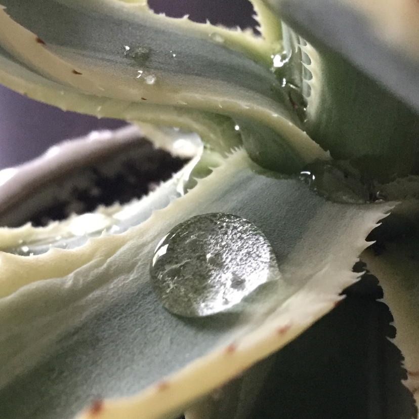Photo of the plant species Agave 'Cream Spike' by @LiviTryingToGrowPlants named Herbert Francis Thorne on Greg, the plant care app