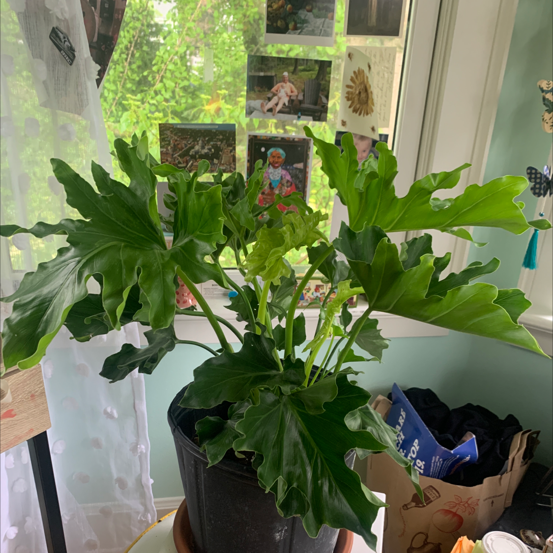 Split Leaf Philodendron plant photo by @Mikewazowskisplants named Harry on Greg, the plant care app.