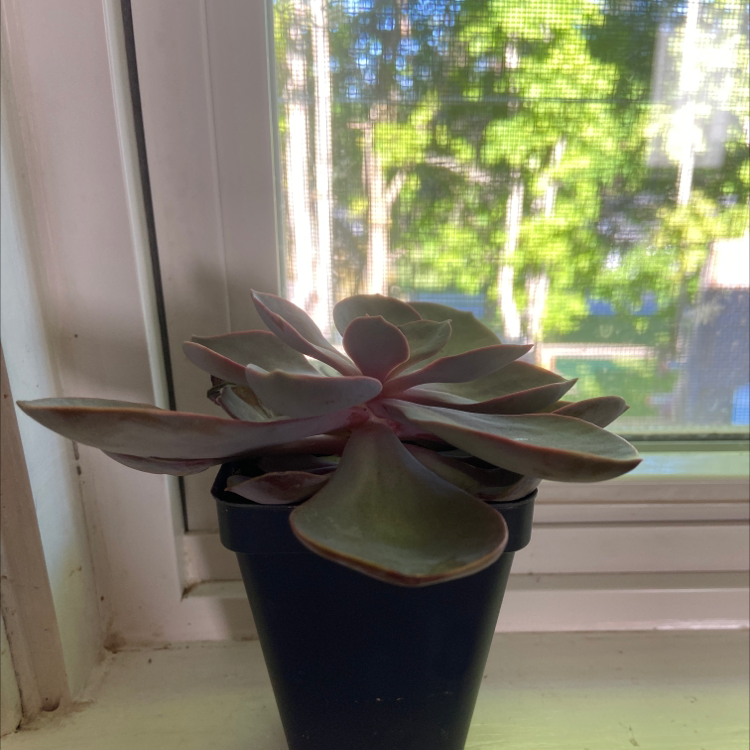 Potted Echeveria 'Purple Pearl' on a windowsill with greenery visible outside.