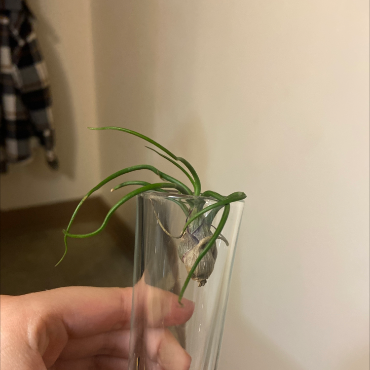 Photo of the plant species Pseudobaileyi Air Plant by Taylor named Igor on Greg, the plant care app