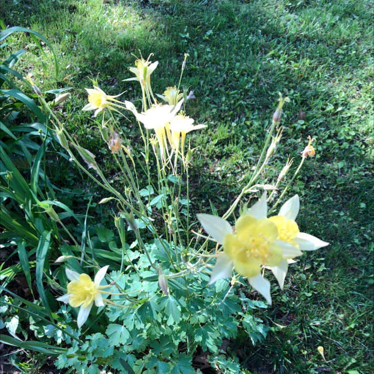 Photo of the plant species Golden Columbine by Brandi named Yellow on Greg, the plant care app