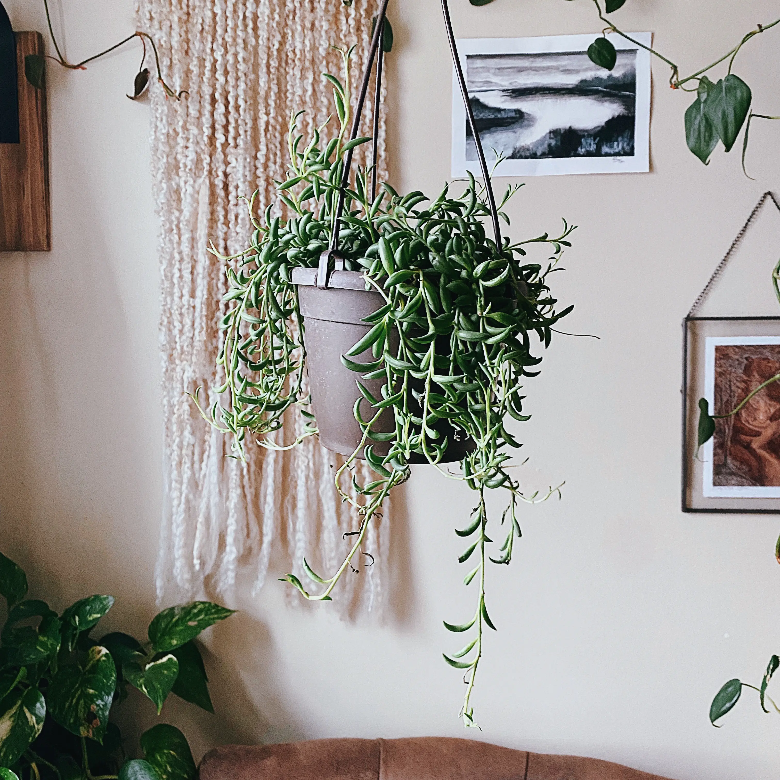 Lush, healthy String of Bananas plant with cascading green vines in a hanging planter, photographed in a well-lit indoor space.