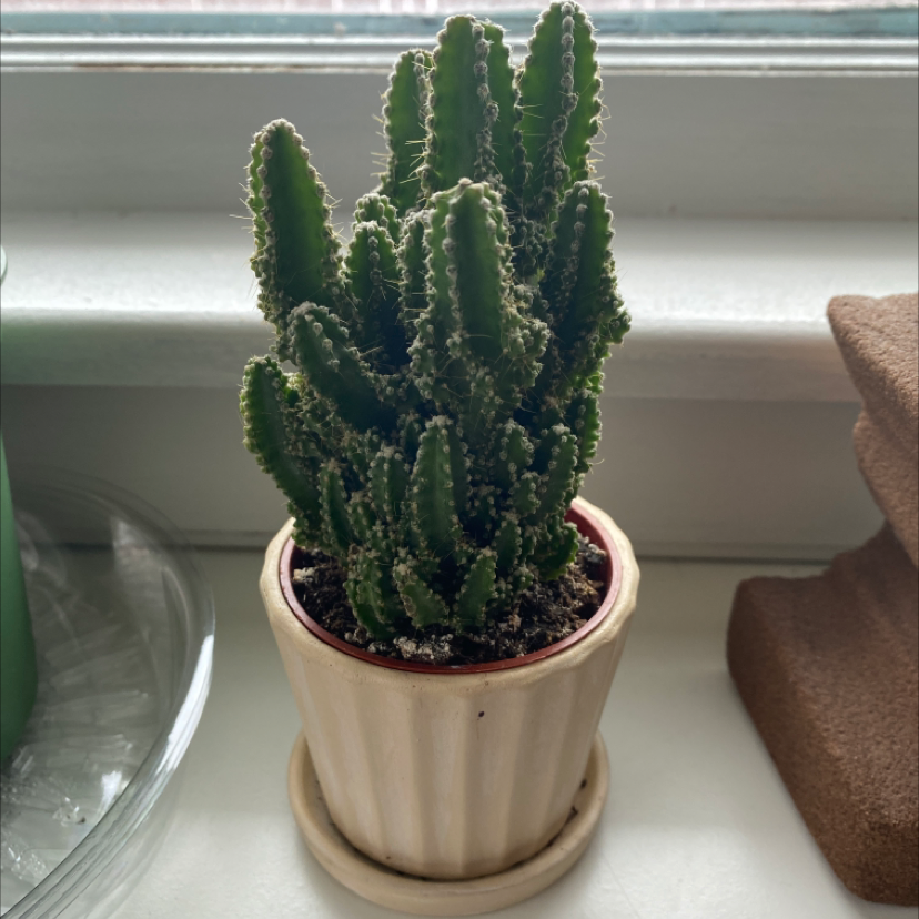 Eve's Needle Cactus in a small pot on a windowsill, appears healthy.