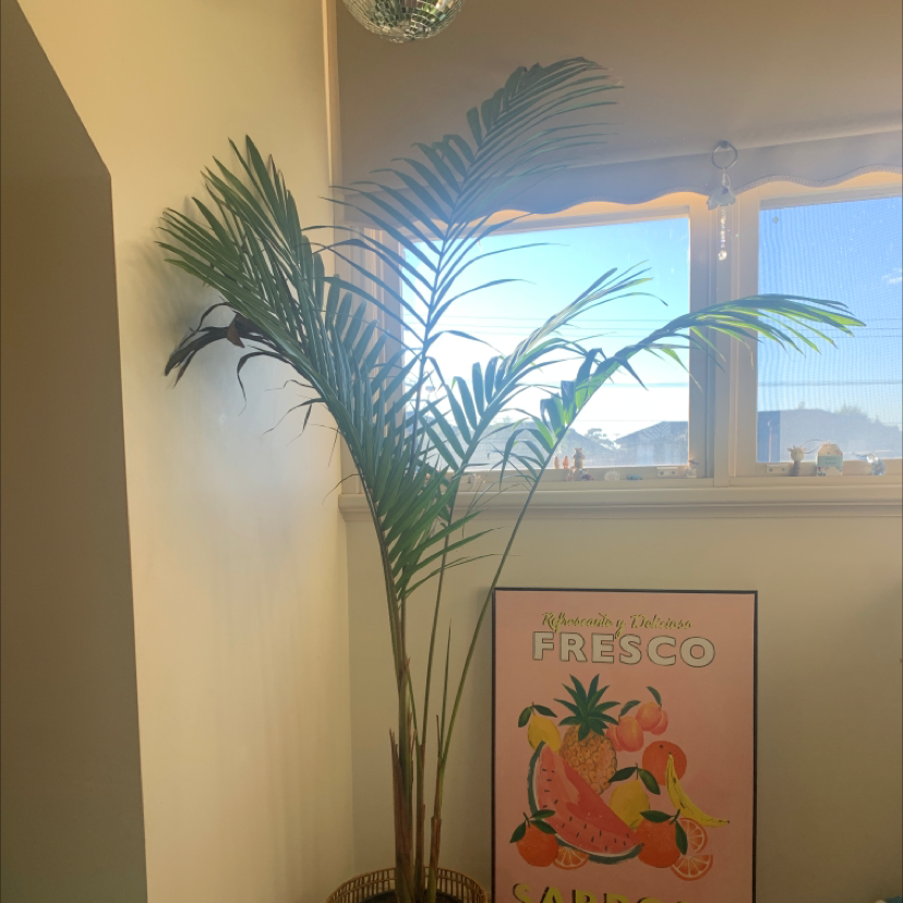 Indoor Bungalow Palm plant near a window, healthy with green leaves.