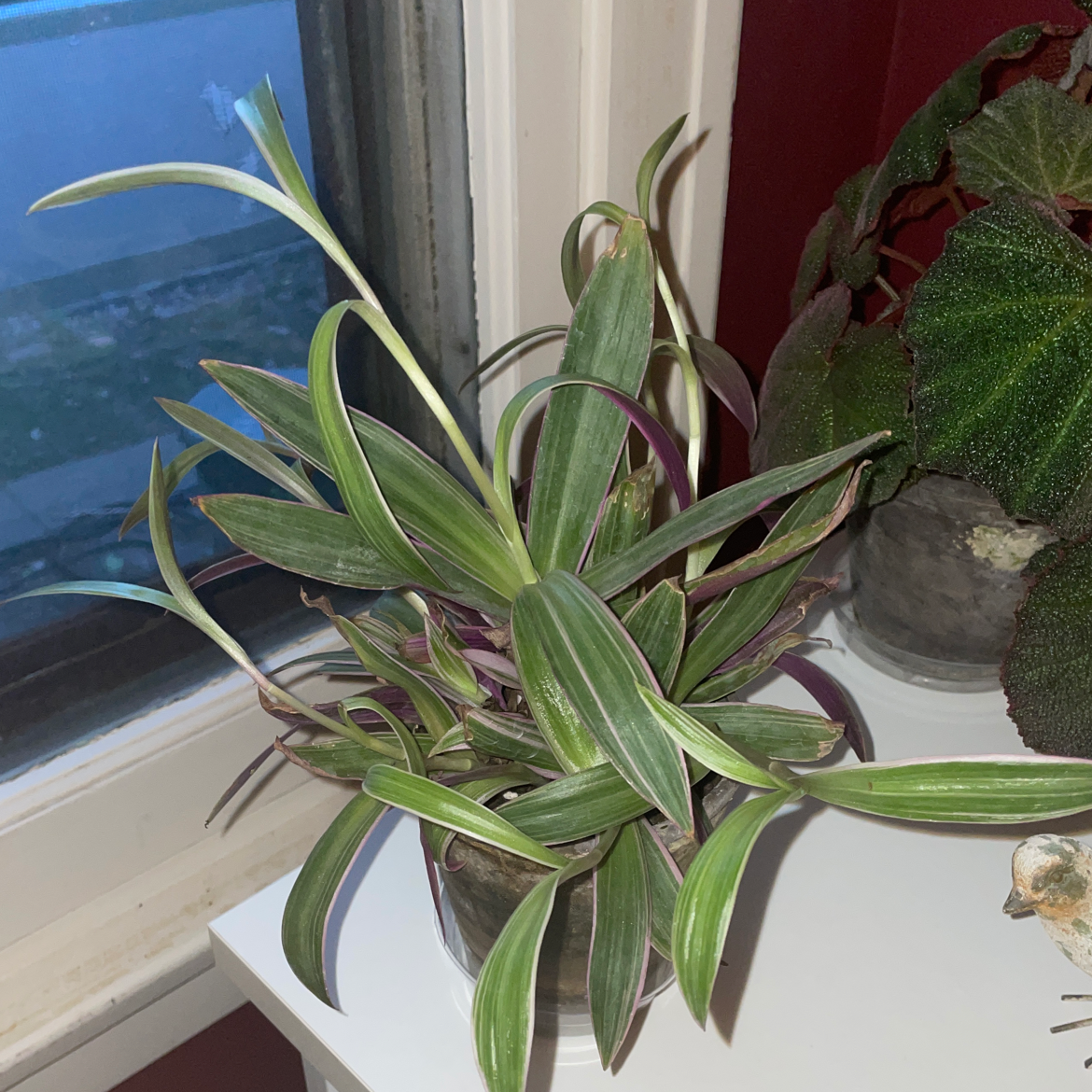 Healthy Moses-in-the-Cradle houseplant with vibrant green and purple striped leaves sitting on a sunny windowsill.