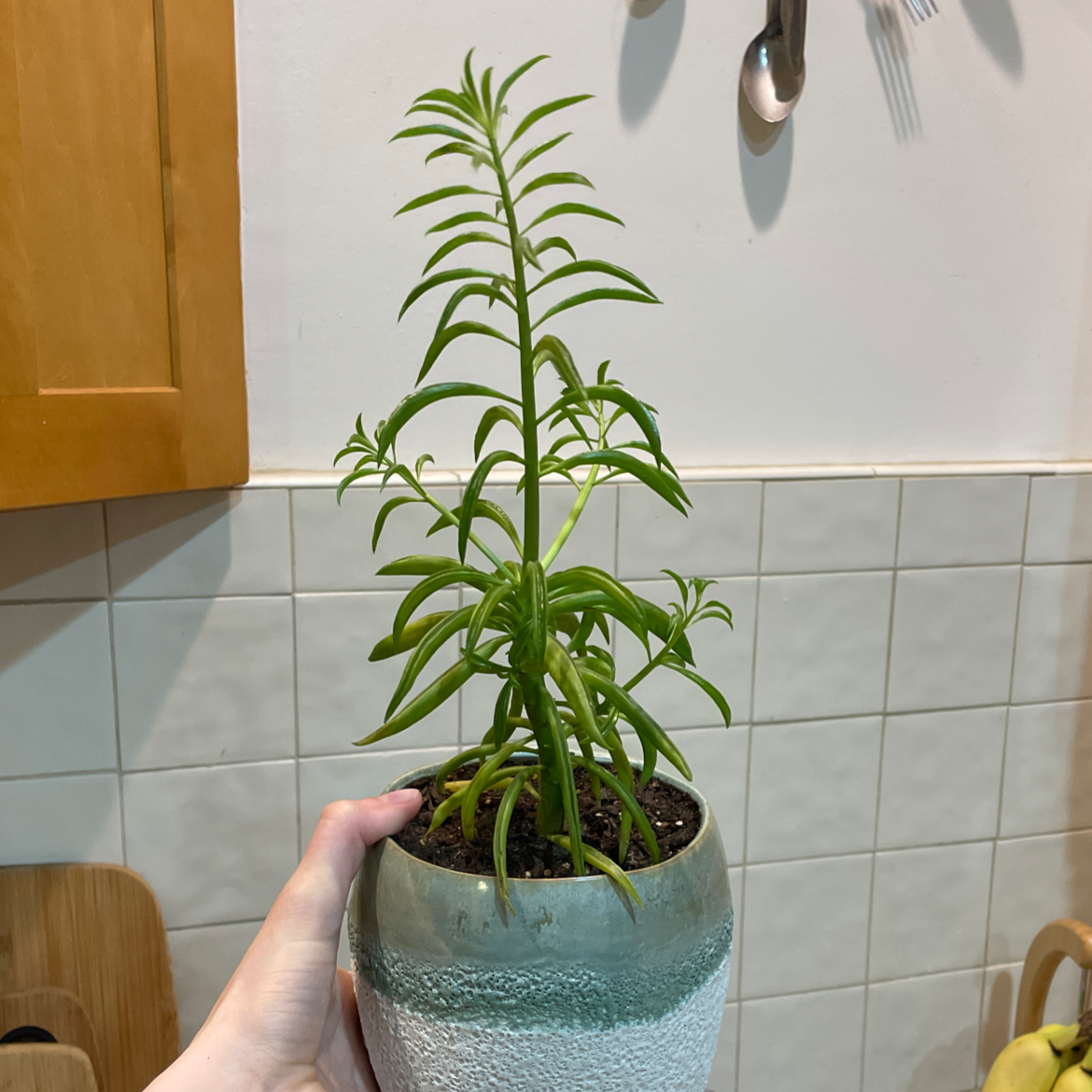 Pincushion Peperomia plant in a pot, held by a hand in a kitchen setting.