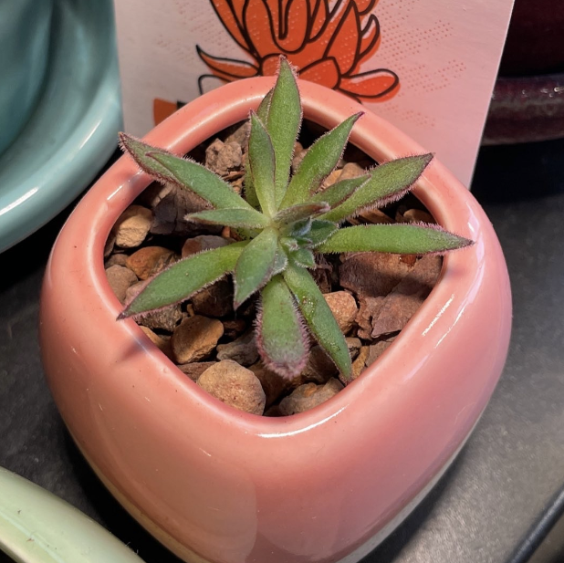 Photo of the plant species Echeveria 'Arrow Setosa' by @piper named Echeveria Arrow on Greg, the plant care app