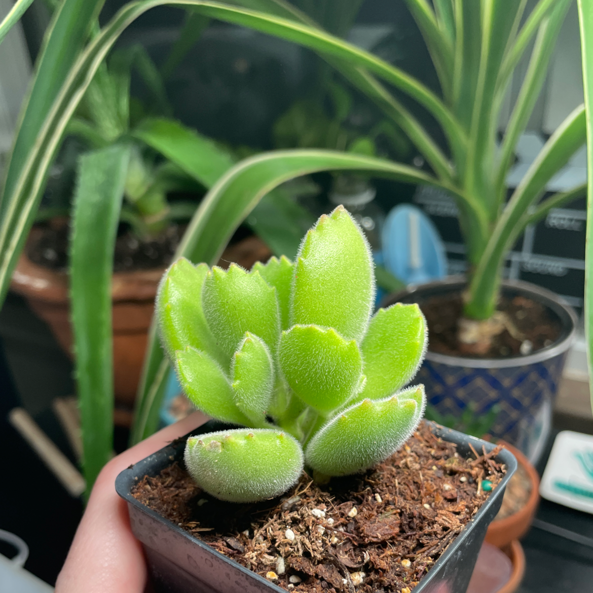 Bear's Paw plant in a small pot with visible soil, held by a hand, with other plants in the background.