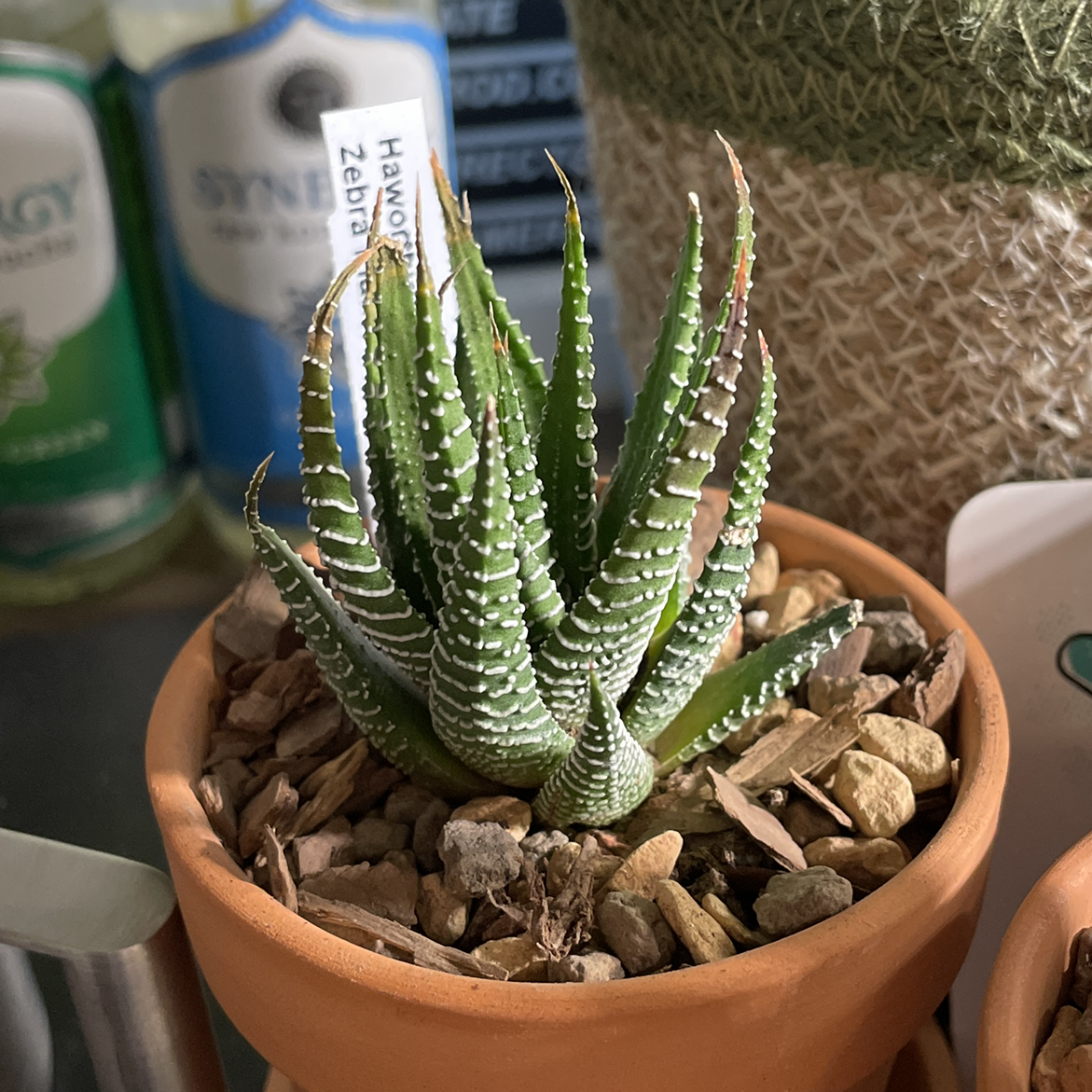 Zebra Plant plant photo by @piper named Zebra Plant on Greg, the plant care app.