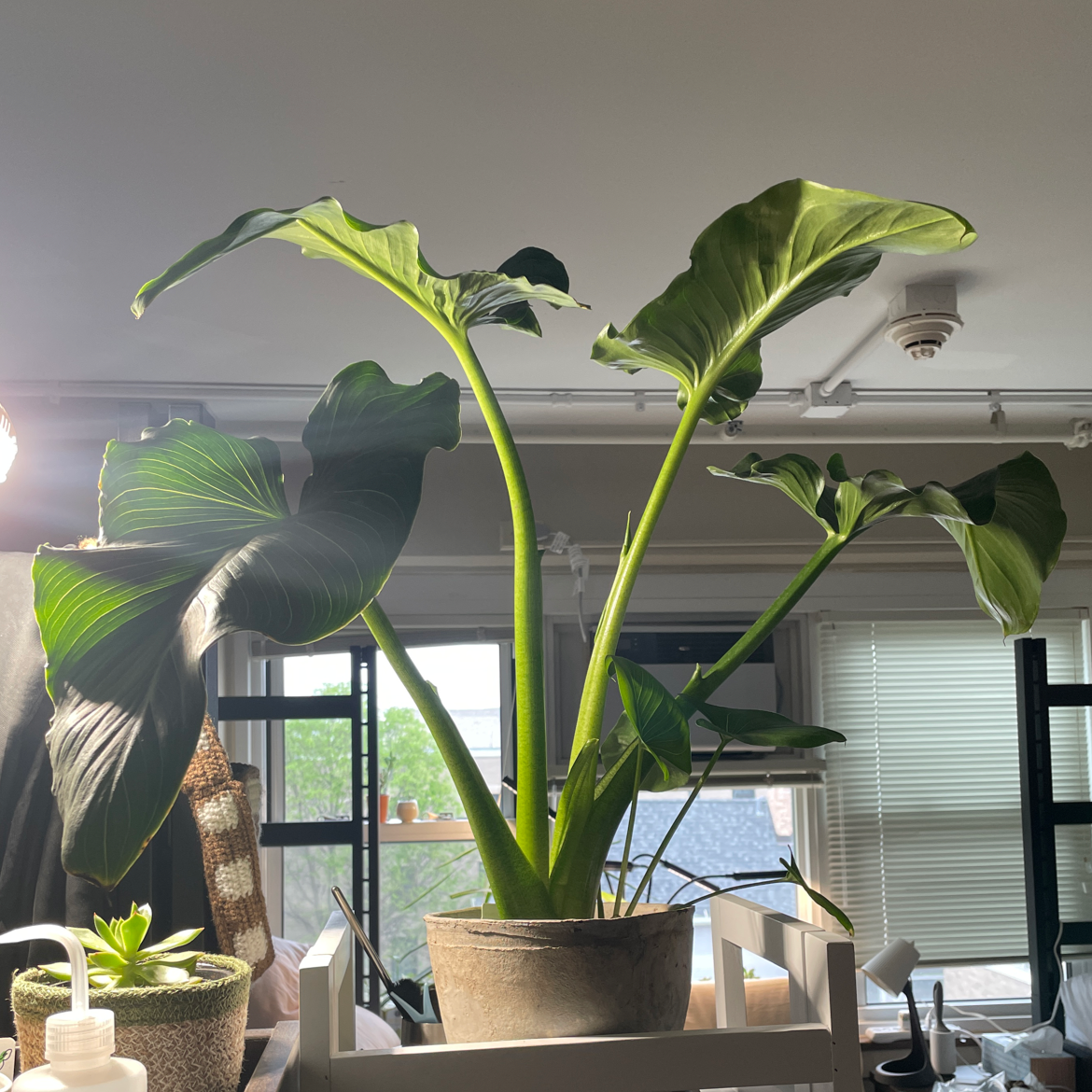 Healthy potted Calla Lily plant with vibrant green leaves on a windowsill.