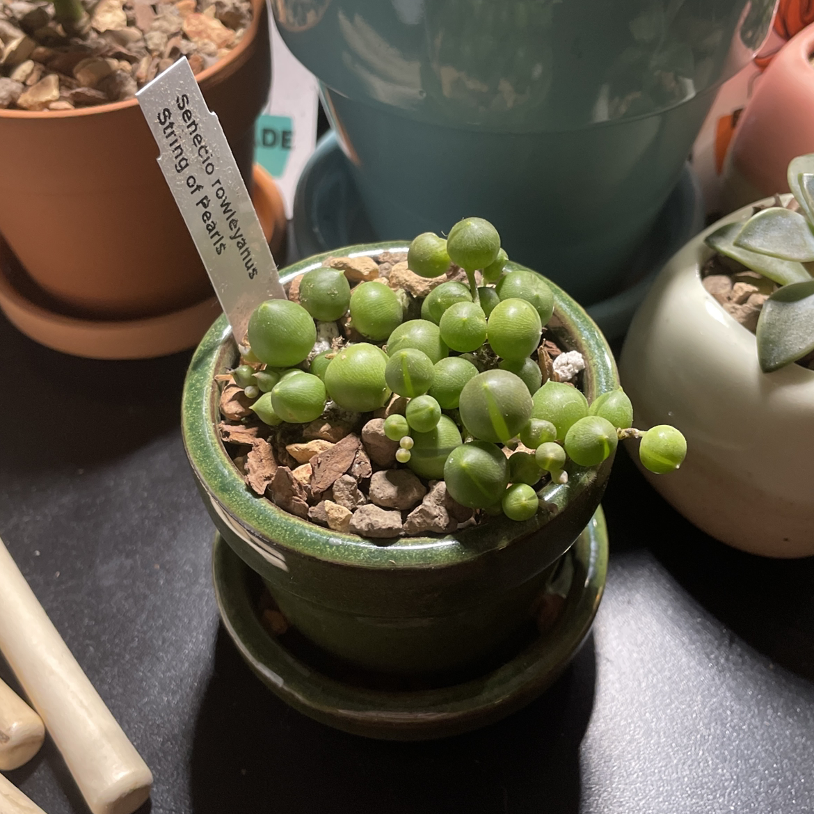 String of Pearls plant photo by @piper named String of Pearls on Greg, the plant care app.