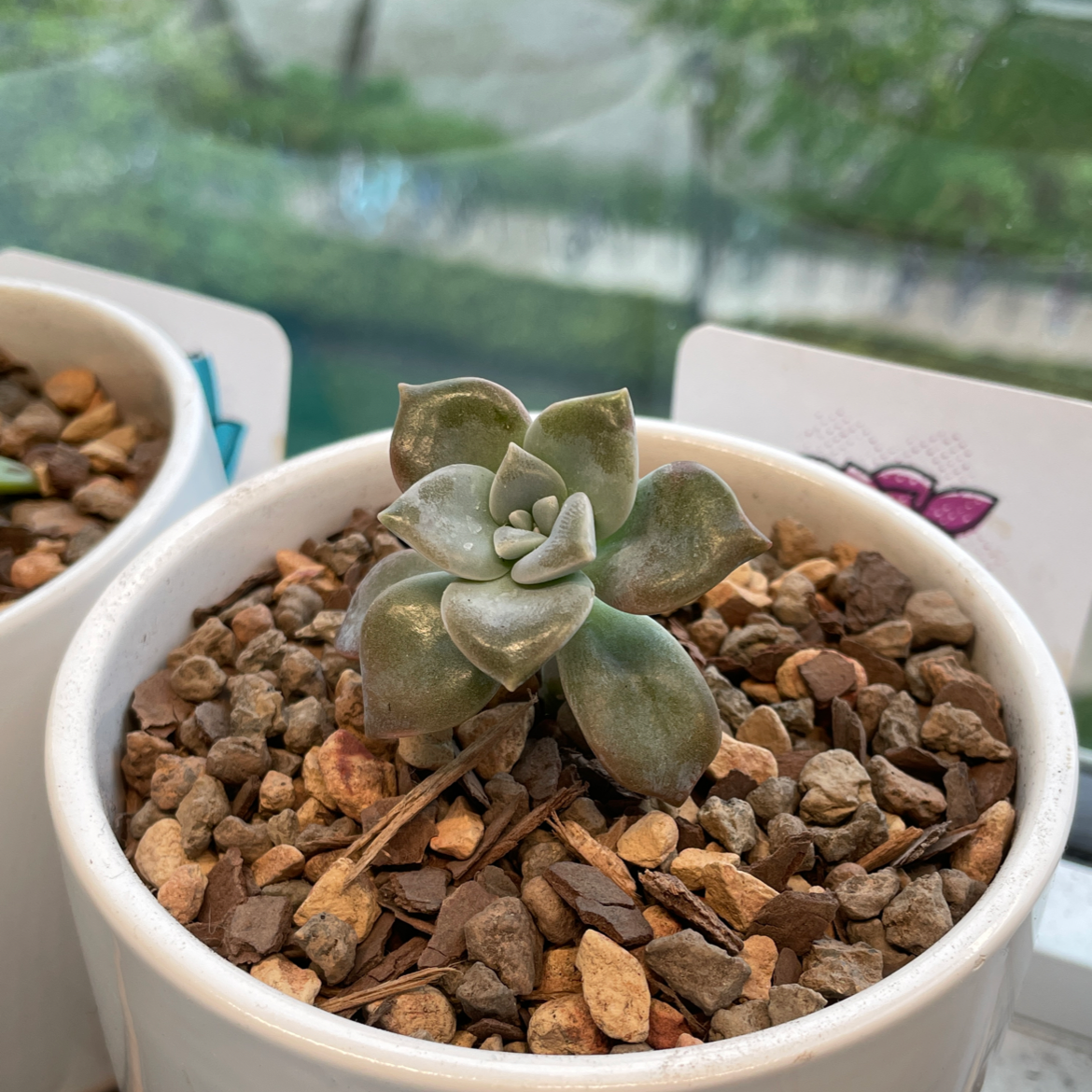 Healthy Five Stamen Graptopetalum succulent in a white pot with rocky soil.