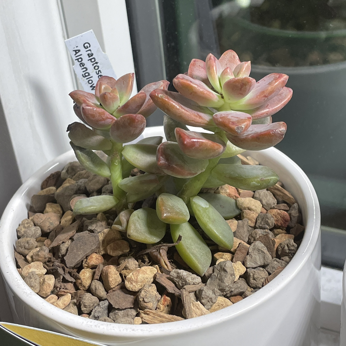 Photo of the plant species Graptosedum 'Alpenglow' by @piper named Graptosedum ‘Alpenglow’ on Greg, the plant care app