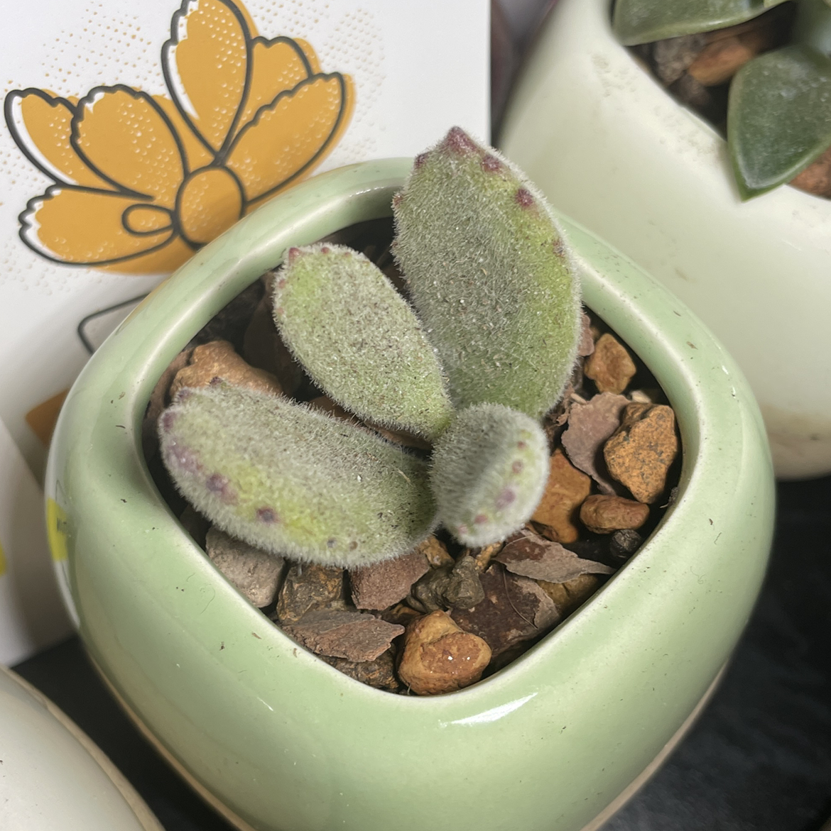 Bear's Paw plant in a green pot with some browning at the tips of the leaves.