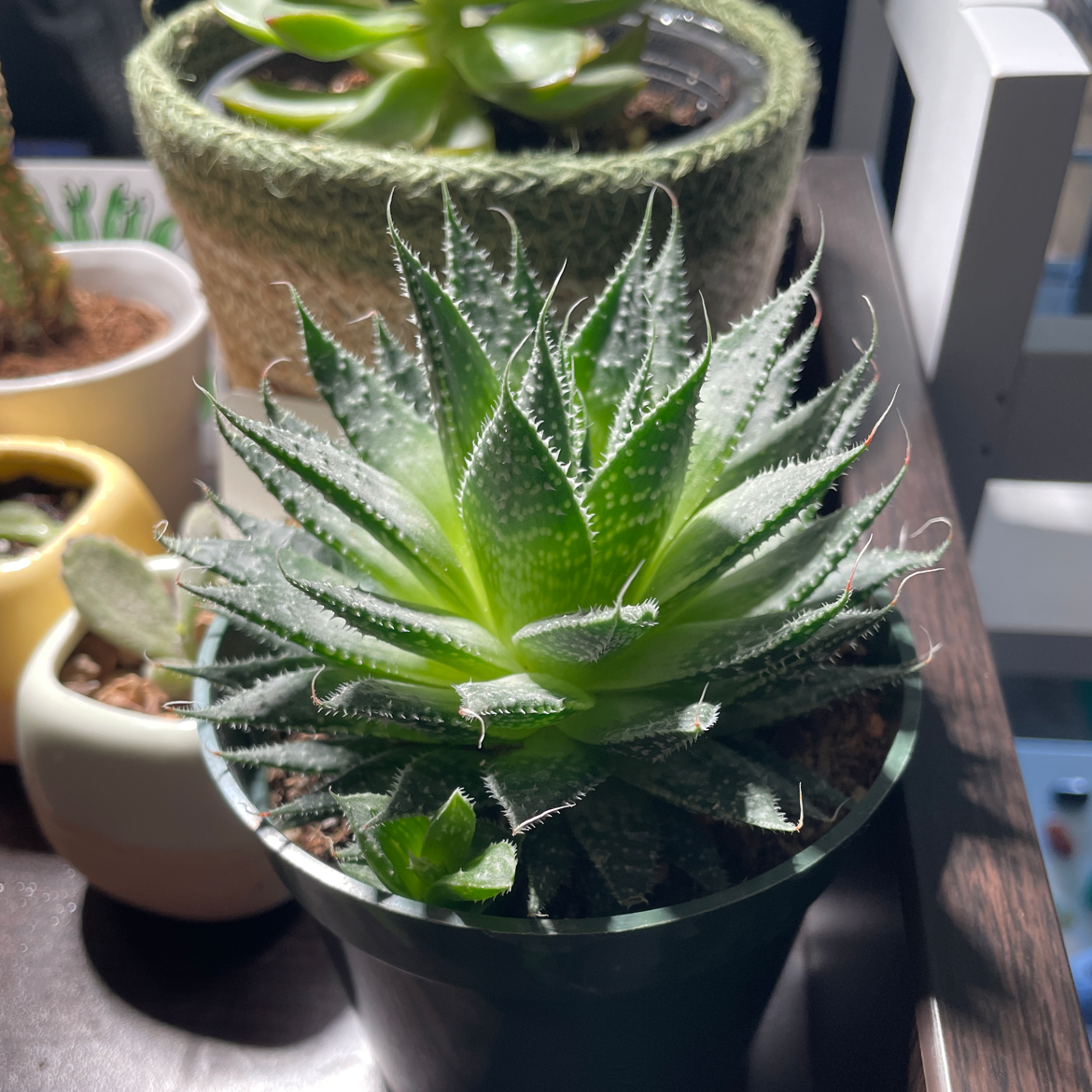 Lace Aloe plant in a pot, healthy with vibrant green leaves.
