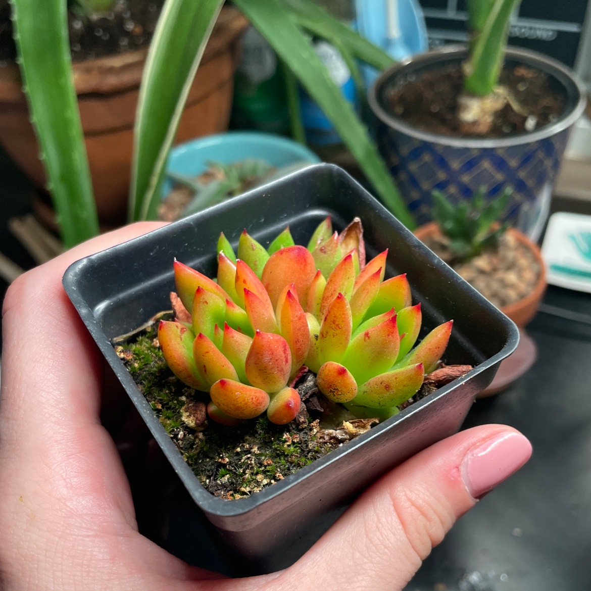 Photo of the plant species Echeveria Spruce Oliver by @piper named Echeveria “Spruce Oliver” on Greg, the plant care app