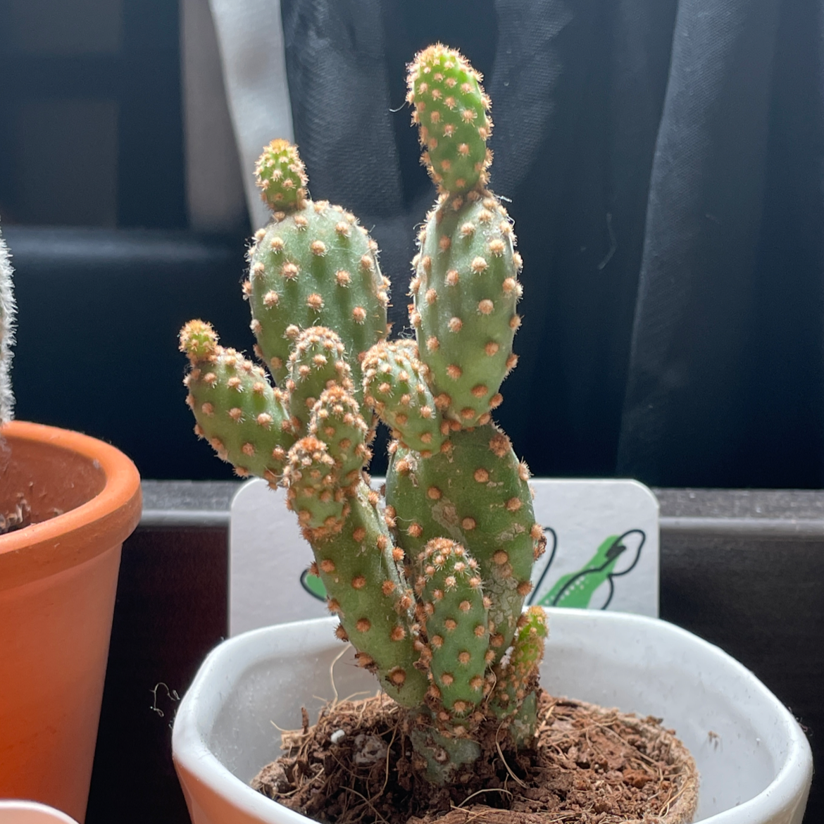 Photo of the plant species Bunny Ear Monstrose by @piper named Bunny Ear Monstrose on Greg, the plant care app