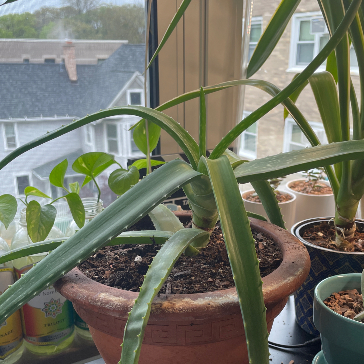 Aloe vera plant photo by @piper named Aloe on Greg, the plant care app.