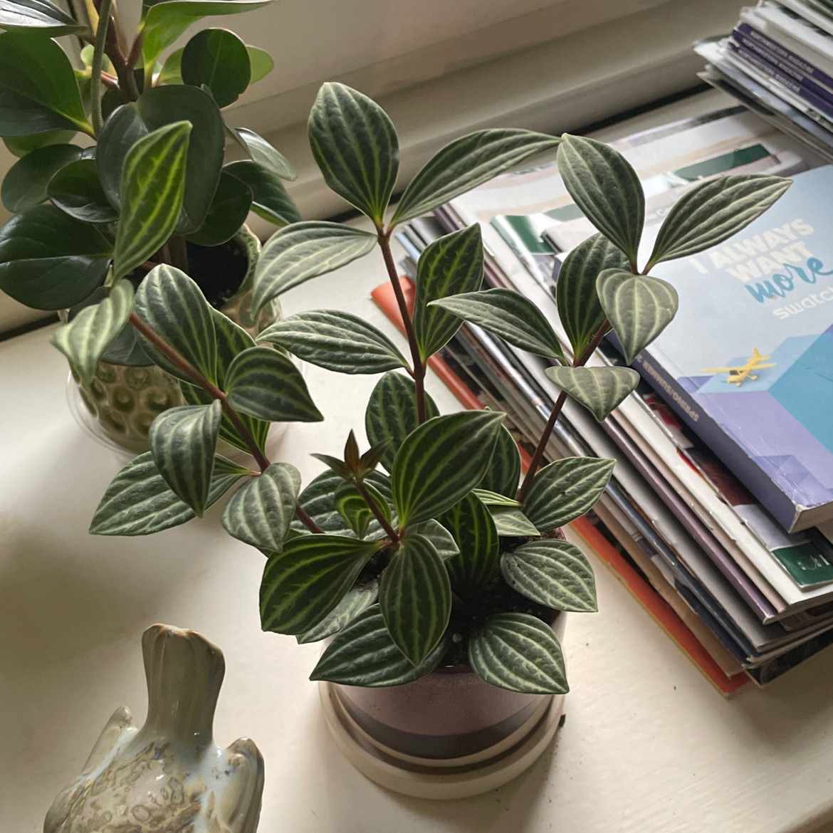 Healthy Jewel Orchid with striped leaves, other plants and books in the background.