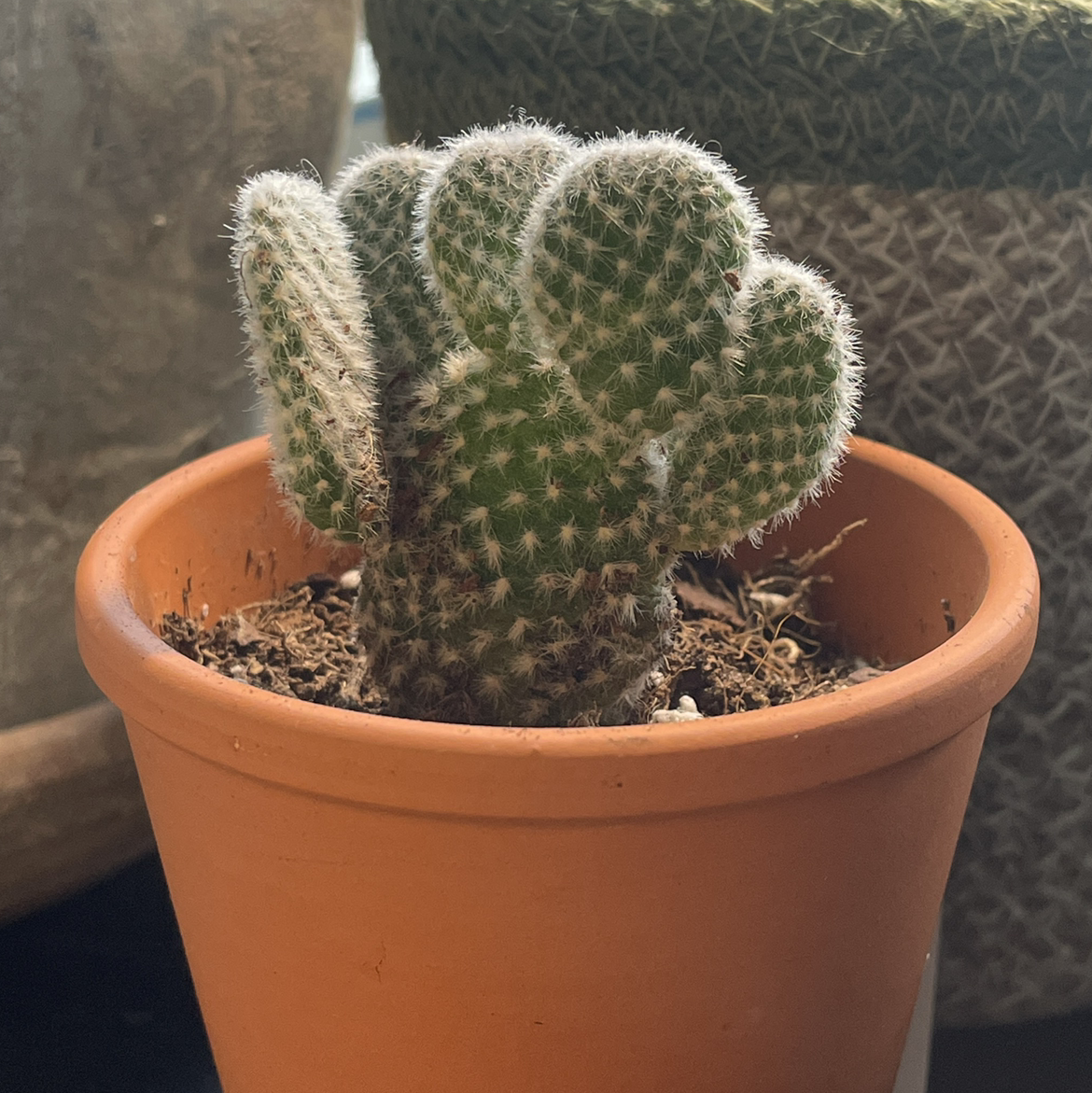 Bunny Ears Cactus plant photo by @piper named Bunny Ear Cactus on Greg, the plant care app.