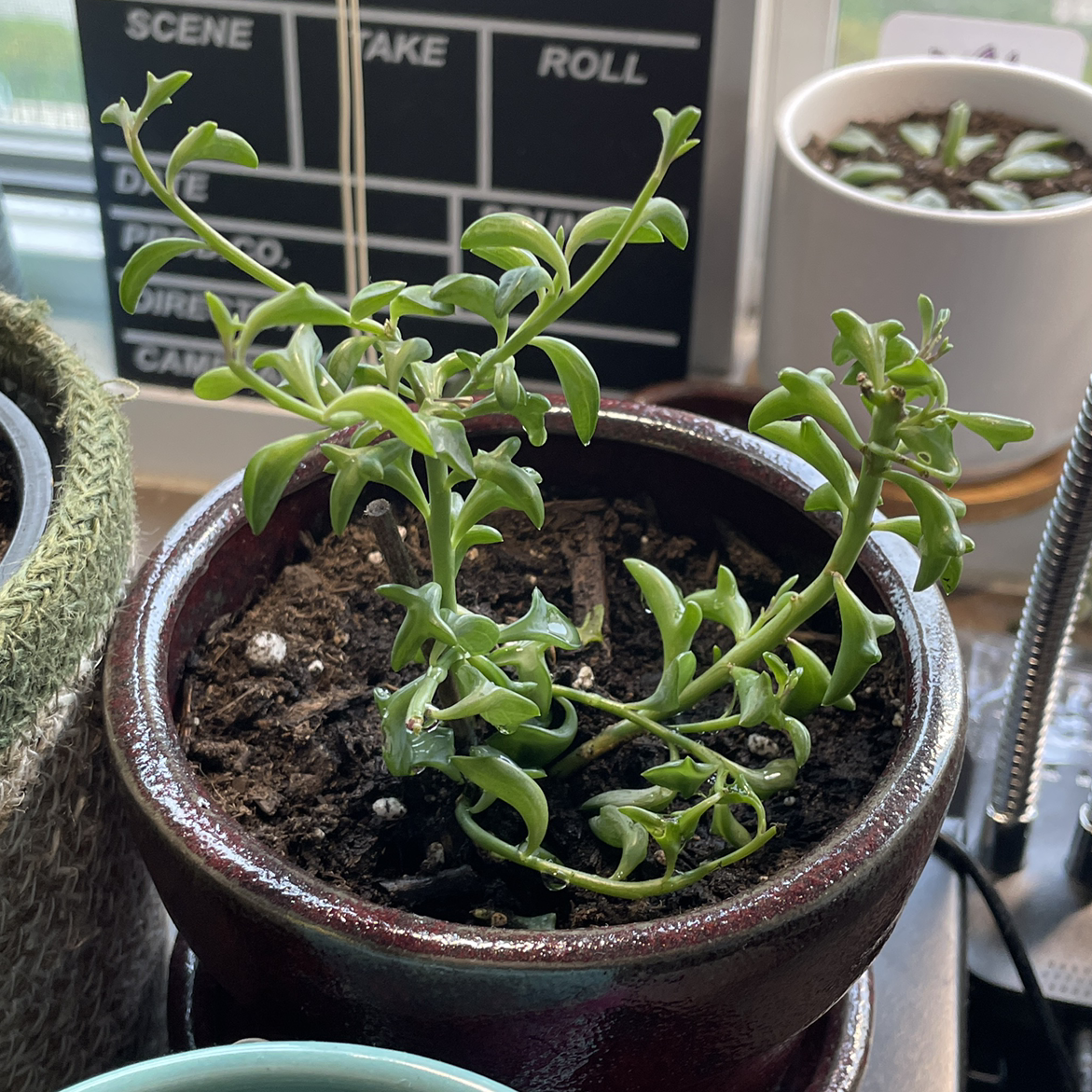 Dolphin Plants plant photo by @piper named String of Dolphins on Greg, the plant care app.