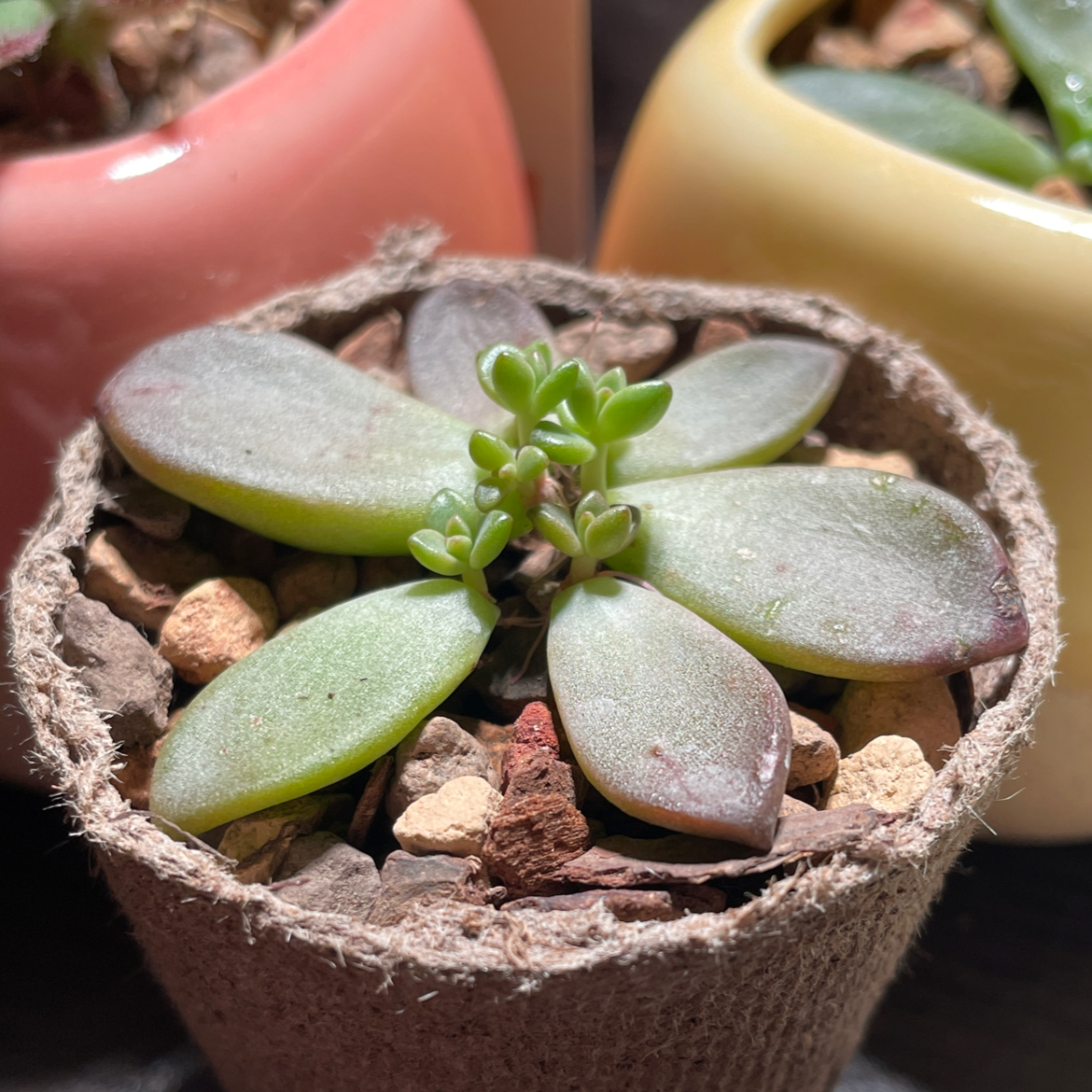 Photo of the plant species Graptosedum 'Alpenglow' by @piper named Graptosedum ‘Alpenglow’ (Propogated Cuttings) on Greg, the plant care app