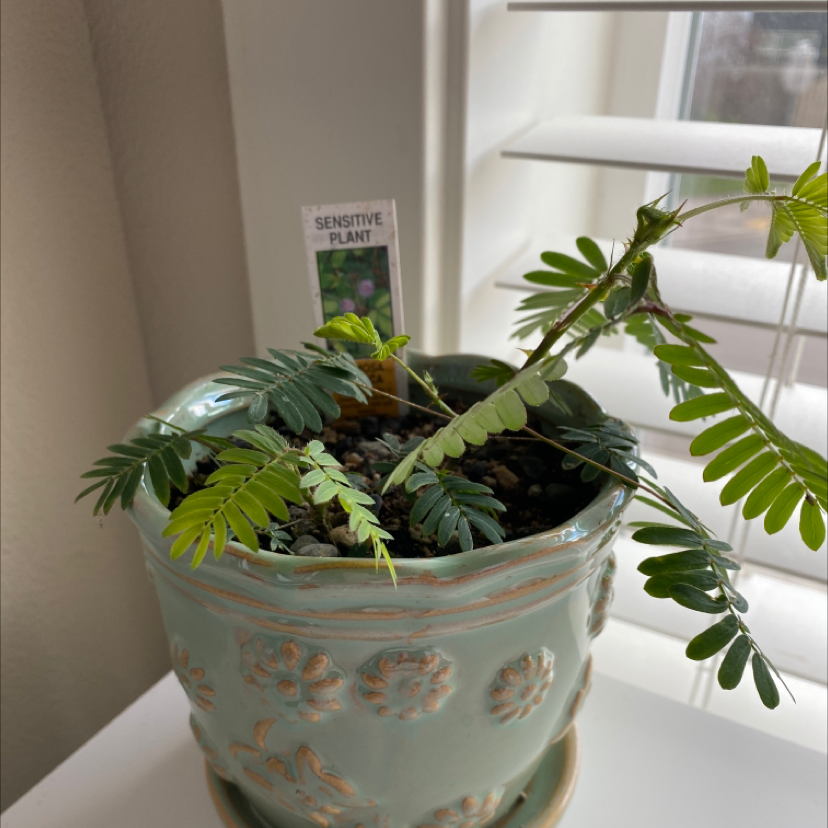 Sensitive Plant plant photo by @isamacy named Amber on Greg, the plant care app.