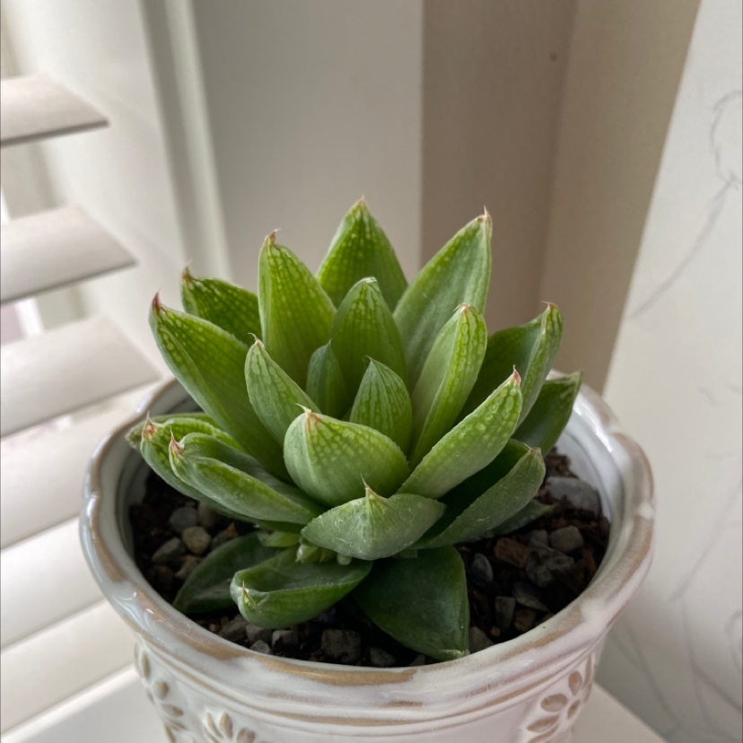 Photo of the plant species Echeveria purpusiorum by @isamacy named Janice on Greg, the plant care app