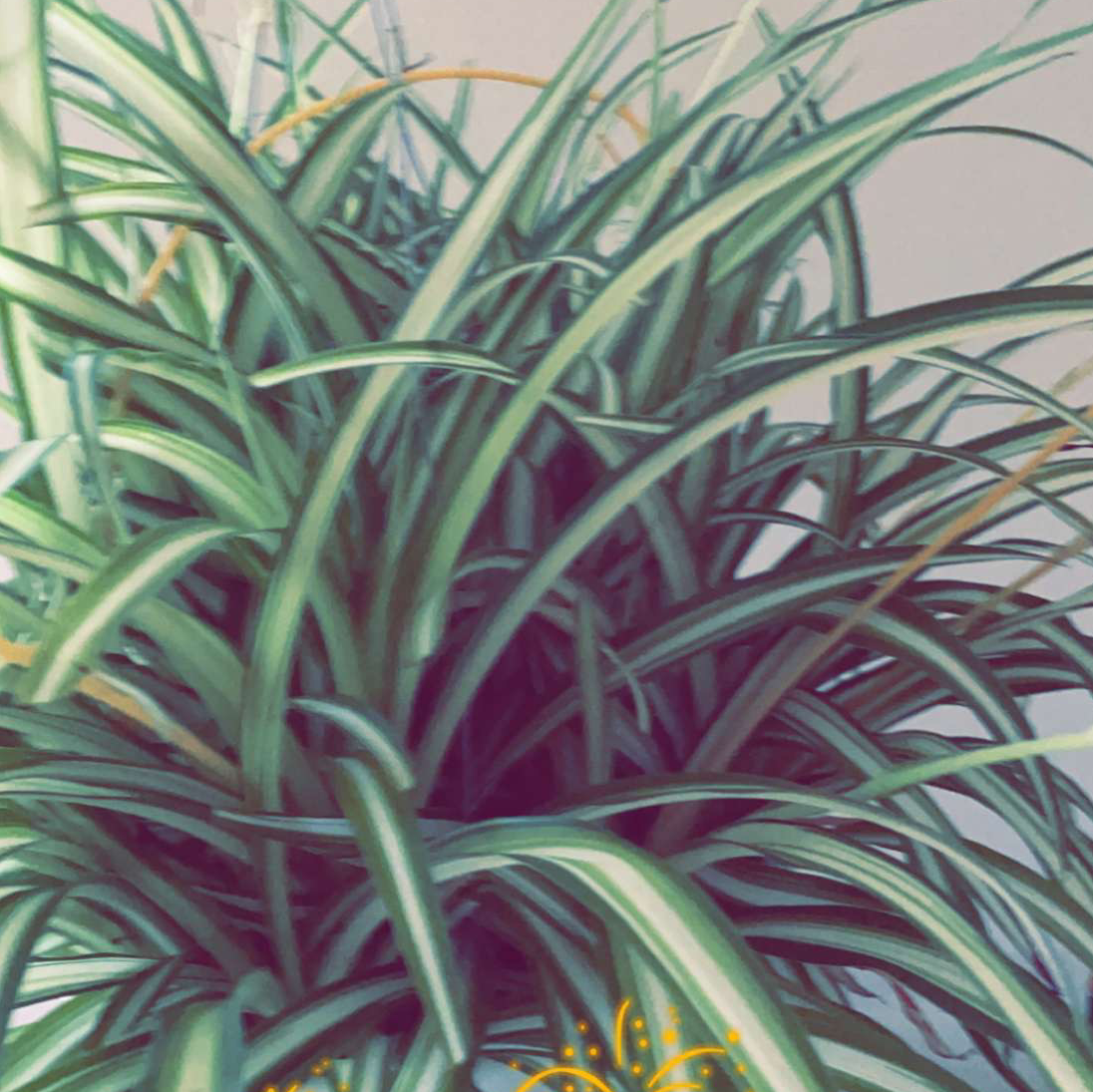 Spider Plant plant photo by @QueenKandice named Spidey on Greg, the plant care app.