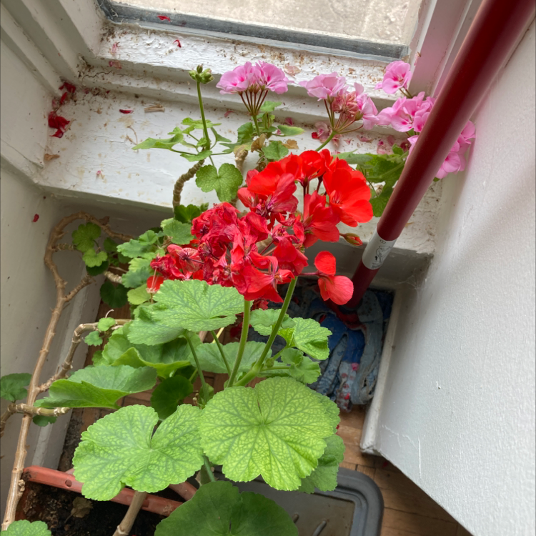 Zonale Geranium plant photo by @autumncool named Your plant on Greg, the plant care app.