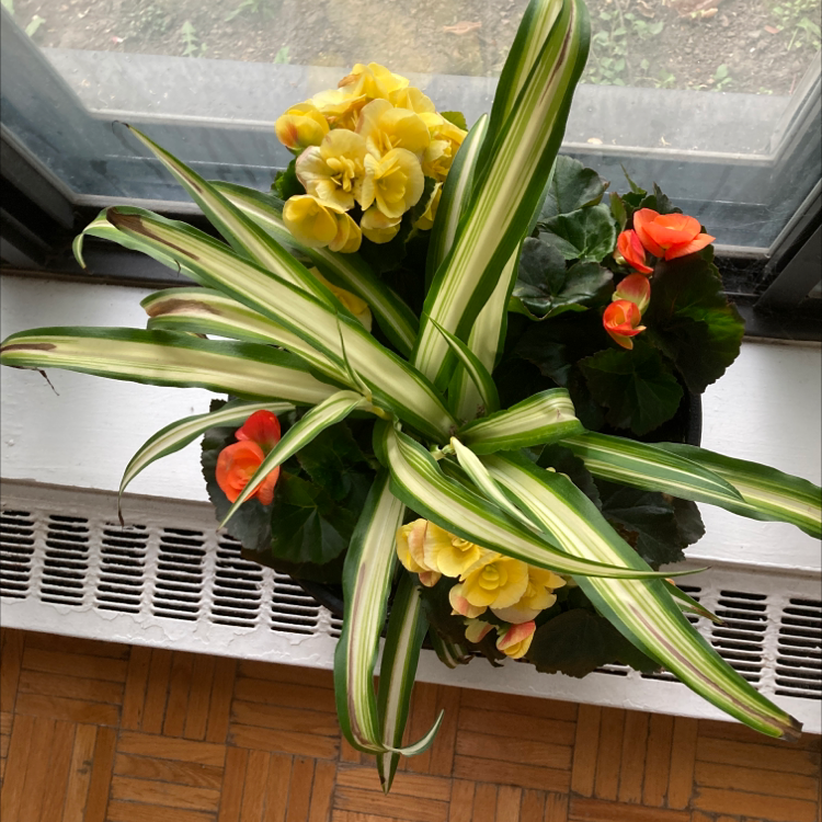 Cornstalk Dracaena plant photo by @autumncool named Atul on Greg, the plant care app.