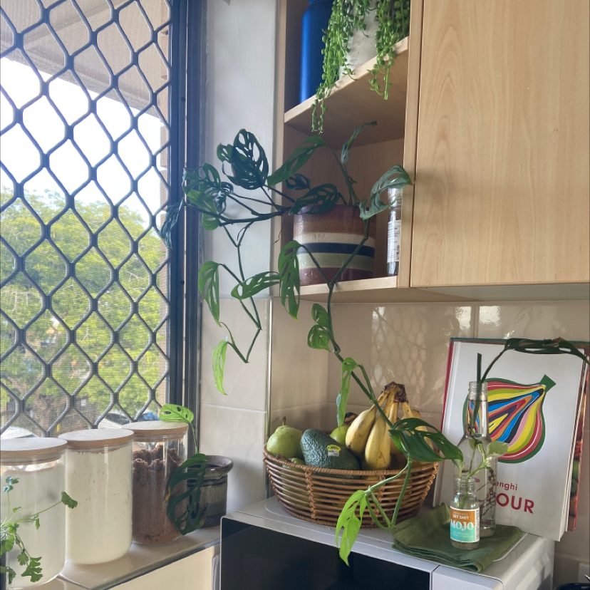 Swiss Cheese Plant plant photo by Kayla named Spidey on Greg, the plant care app.