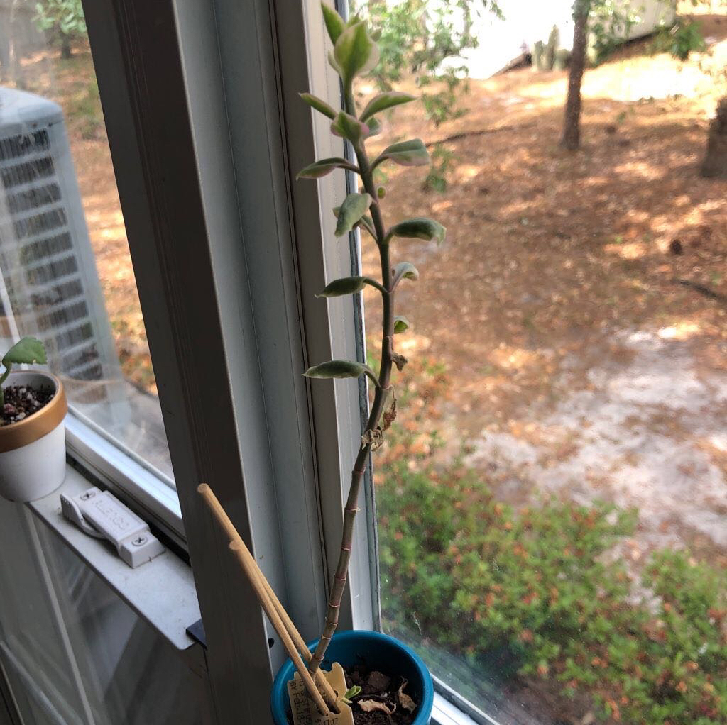 Copper Spoons plant in a blue pot on a windowsill with visible soil and a wooden support stick.