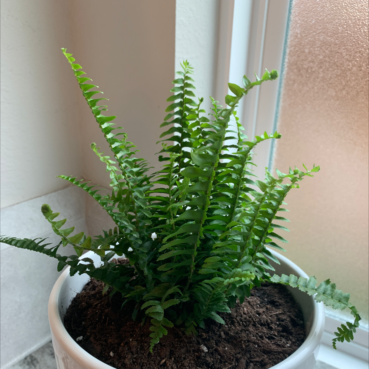 Photo of the plant species Victoria Lady Fern by Joseph named Ferny on Greg, the plant care app